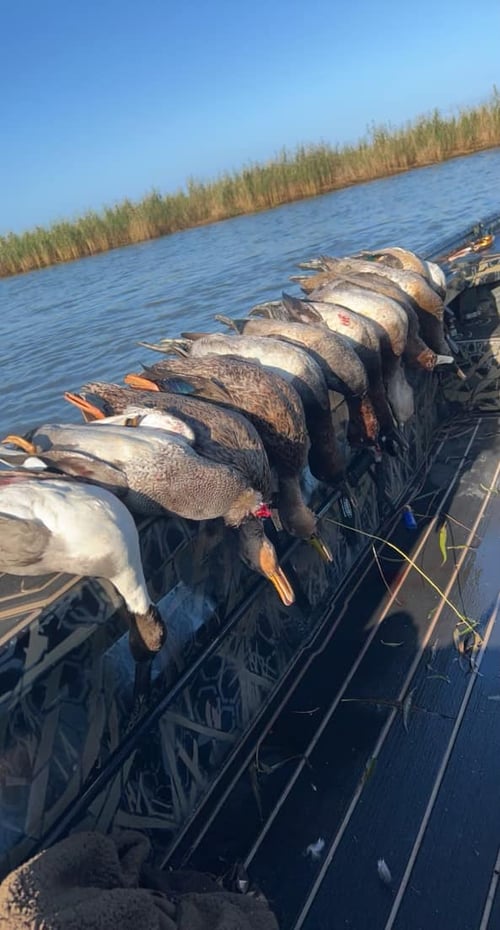 Duck Hunting Venice
