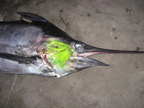 Marlin Fishing in Ecuador