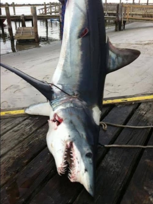 Offshore Monster Sharking!!