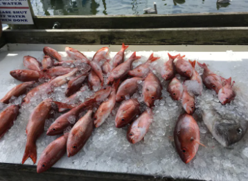 Red Snapper Trip with Captain Craig