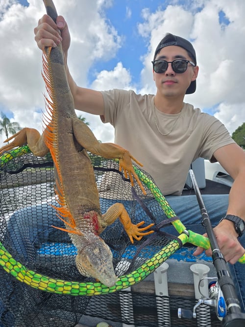 Iguana Blowgun Thriller!