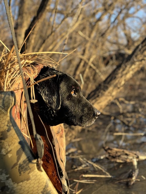 Texas Waterfowl Whack- w/ Lodging