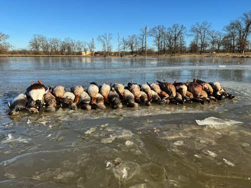 Texas Waterfowl Whack- w/ Lodging