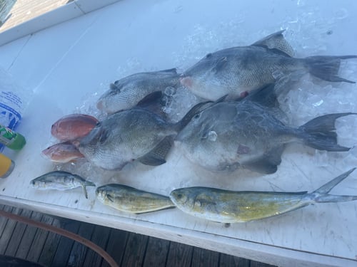 Mahi Mahi, Triggerfish Fishing in Gulf Shores, Alabama