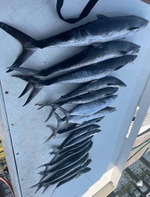 Kingfish, Spanish Mackerel Fishing in Gulf Shores, Alabama