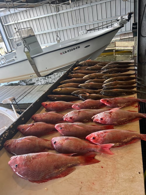 Red Snapper Trip