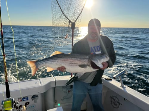 Striper Extravaganza!
