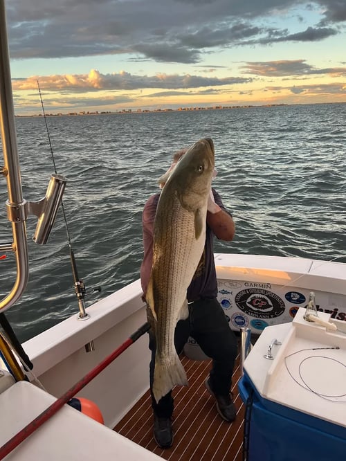 Striper Extravaganza!