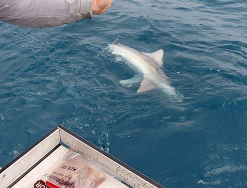 Bottom Fishing and Jigging