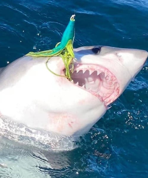 Thresher Shark Fishing Fun!