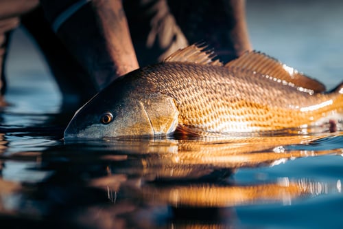 Badass Backcountry Flyfishing