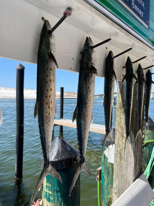 Spanish Mackerel Fishing in Destin, Florida