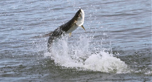 New Smyrna Beach Tarpon Fishing