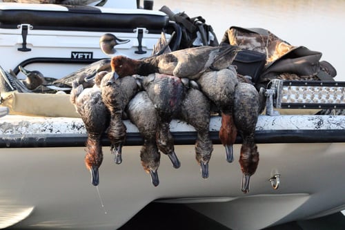 Corpus Christi Ducks