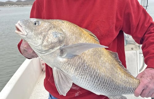 Aransas Pass Bay Fishing