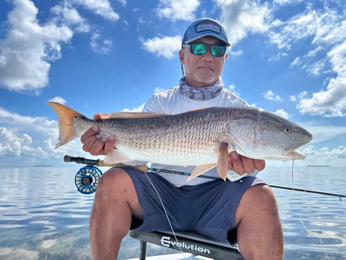 Redfish Fishing in Chokoloskee, Florida