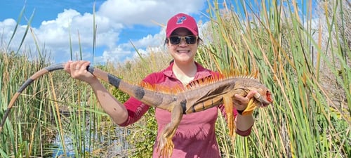 Iguana Fishing in Fort Lauderdale, Florida
