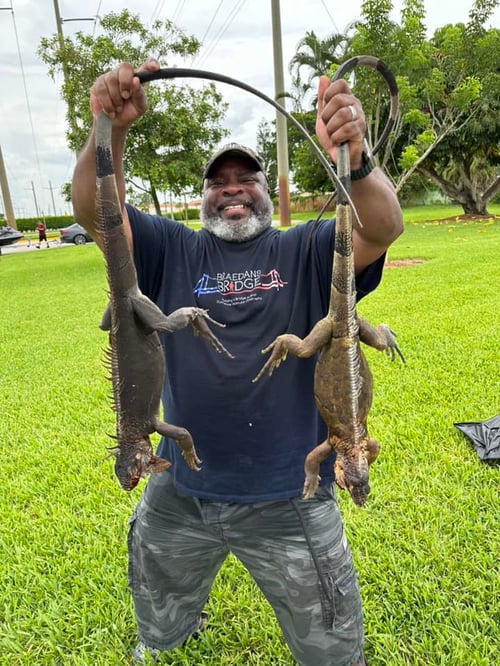 Iguana Hunting in Fort Lauderdale, Florida