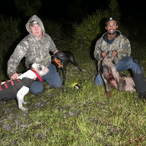 Thermal Hog Hunts / Dog Hog Hunts