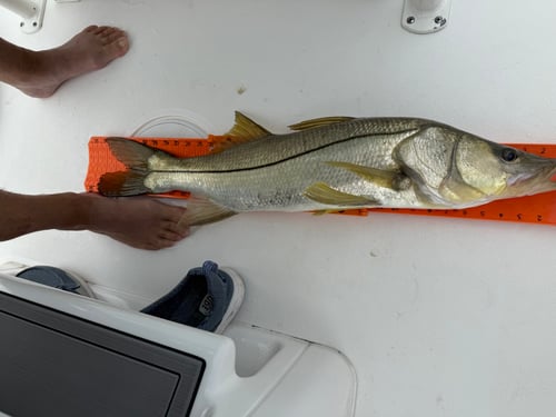 4 Hour Inshore