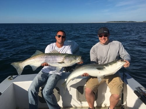 Hybrid Striped Bass Fishing in Chatham, Massachusetts