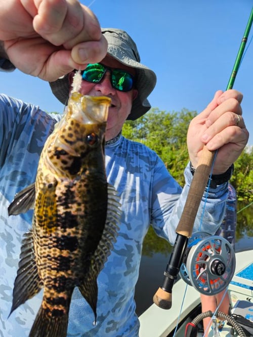 Peacock Bass Fishing: Fly Fishing/ Spin Fishing