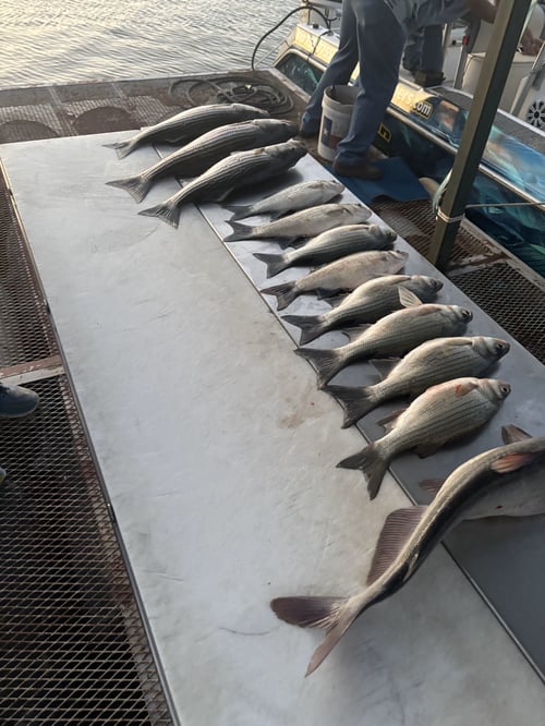 Captain John’s Evening Trip