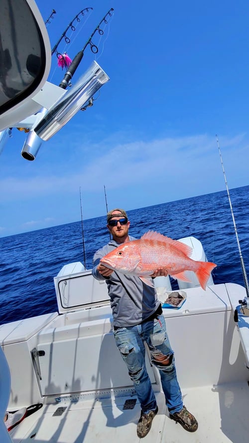 8hr Red Snapper