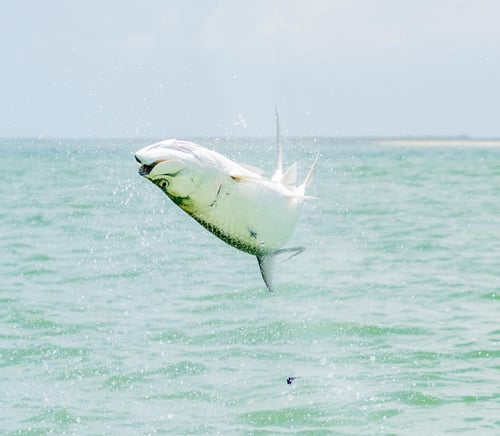 Tarpon Fishing in Homosassa, Florida