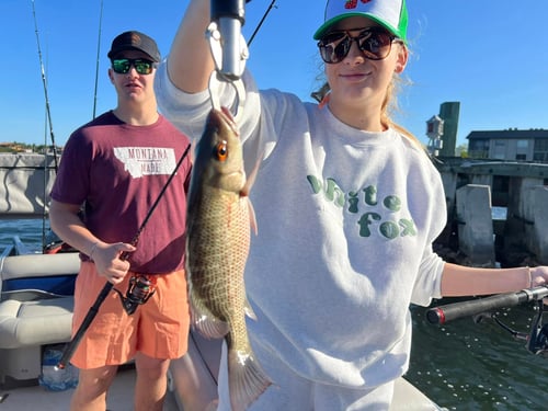 Sarasota Inshore Fishing