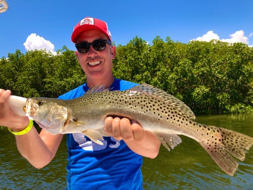 Speckled Trout Fishing in St. Petersburg, Florida
