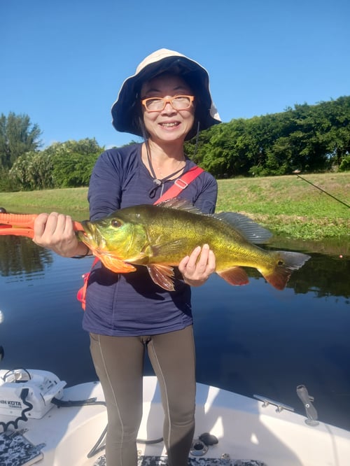 Peacock Bass Fishing in Delray Beach, Florida