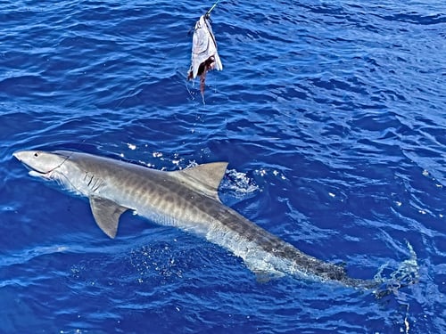 Half Day 4 hrs. Offshore Experience