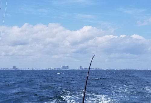 Orange Beach 4-Hour Trolling