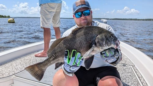 Black Drum Fishing in Jacksonville, Florida