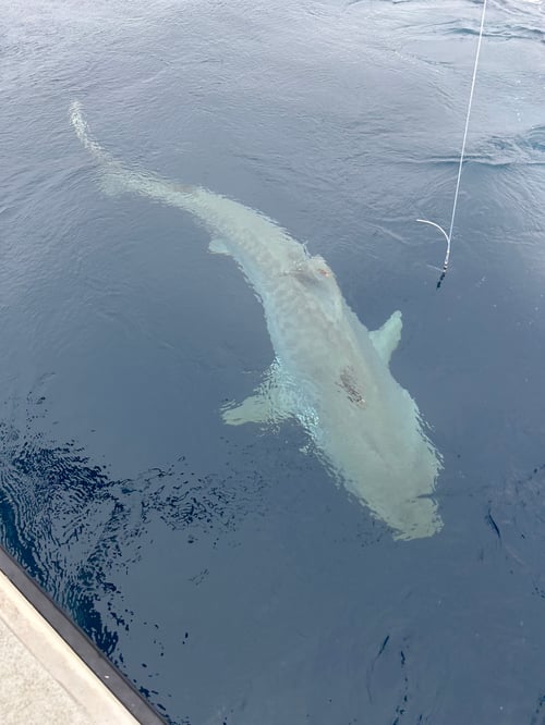 Catch Sharks of Fort Lauderdale