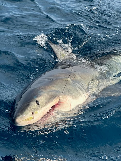 Catch Sharks of Fort Lauderdale