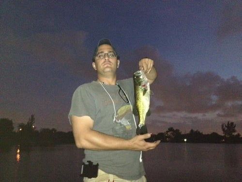 Largemouth Bass Fishing in Weston, Florida