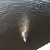 2 Hour Trip - Shrimping/Dolphin Tour