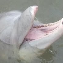 2 Hour Trip - Shrimping/Dolphin Tour