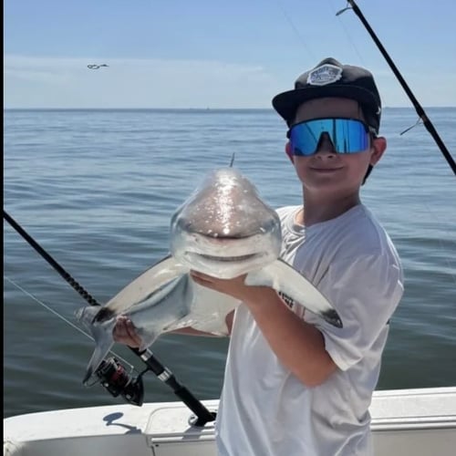 3 Hour Shark Trip