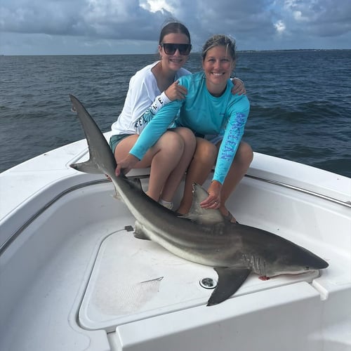 3 Hour Shark Trip