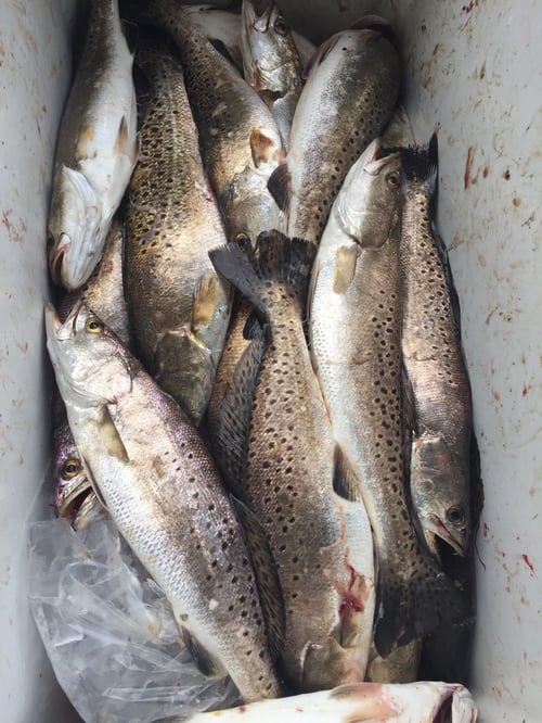 Summer Time Specktrout Slam
