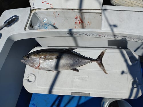 Fishing Trips with Captain Kent