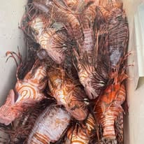 Lionfish Hunting Thriller!