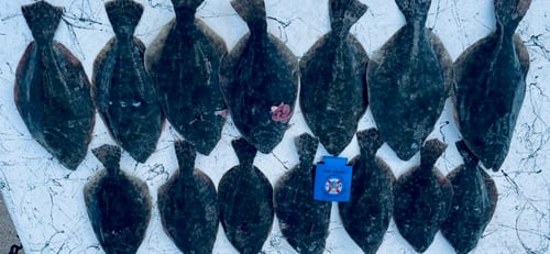 POC Flounder Gigging Trips
