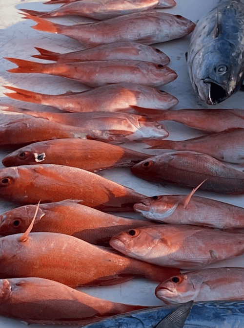 Pensacola Red Snapper Frenzy