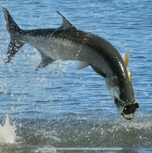 Tarpon and Snook Thriller- 18'