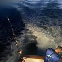 Day Trip - White Marlin