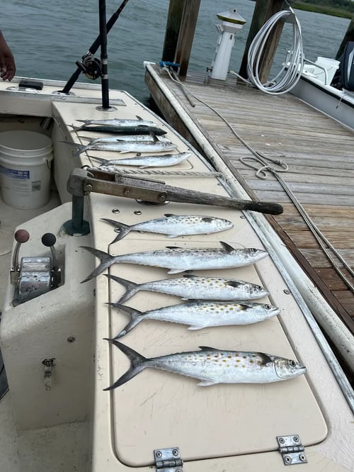 3/4 Day King Mackerel